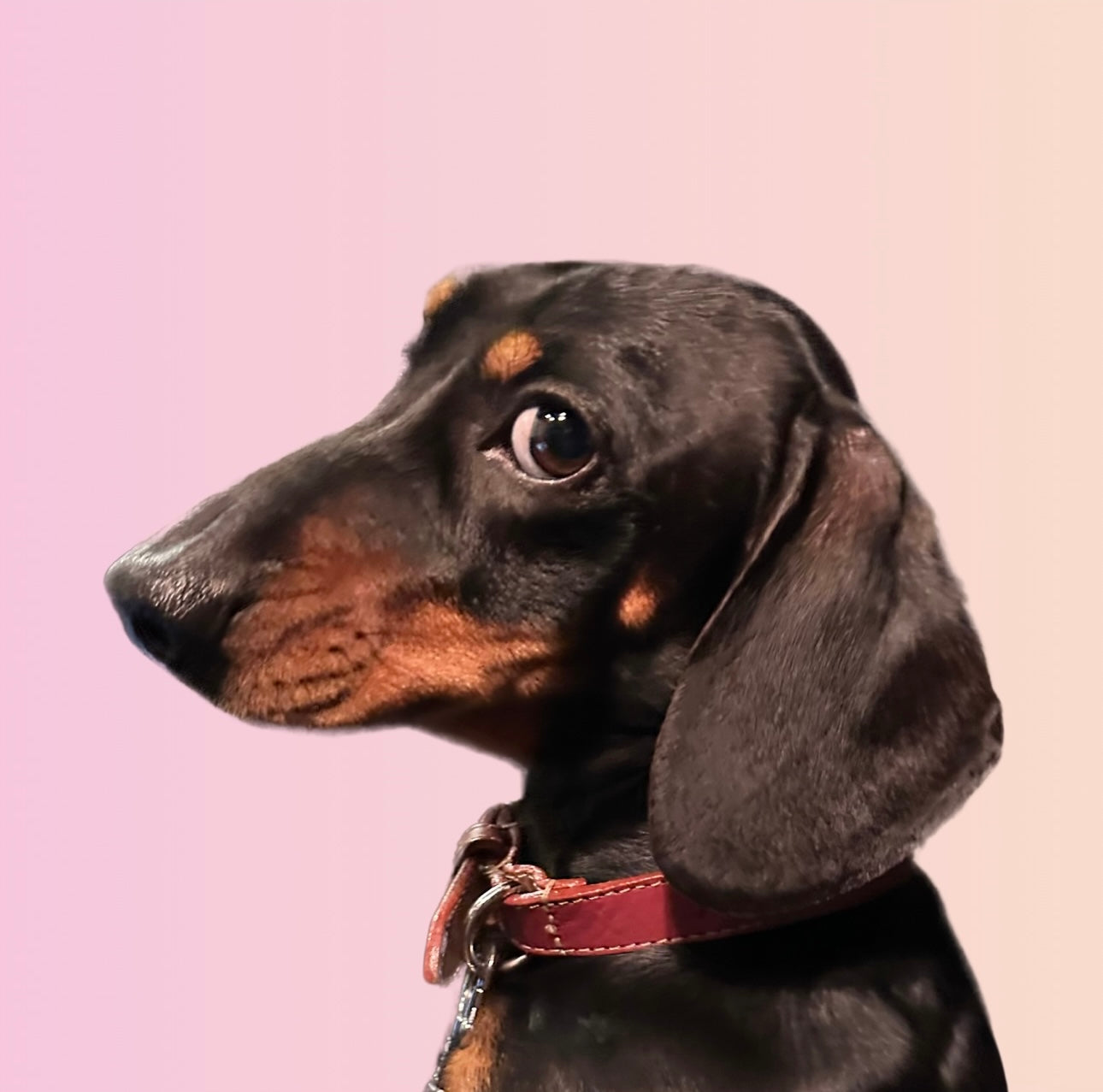 Dachshund sausage dog with a side eye
